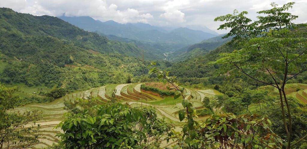 Mai Chau Rice field